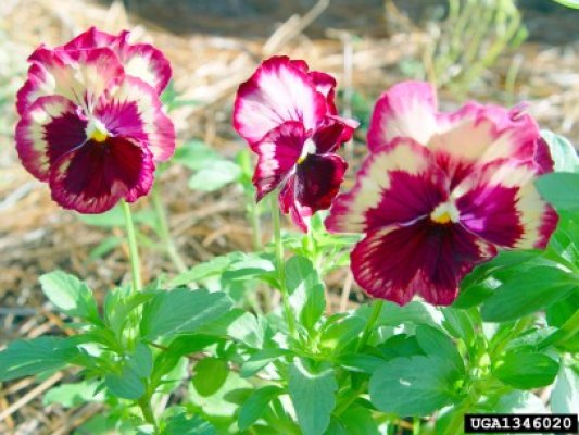 Angajaţii de la Spaţii Verzi au plantat flori la Năvodari